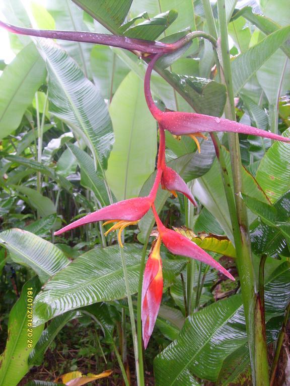Mena Creek Flower House מראה חיצוני תמונה
