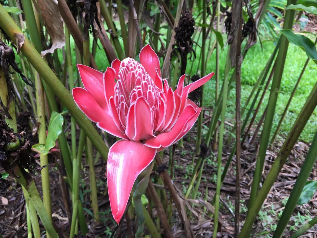 Mena Creek Flower House מראה חיצוני תמונה