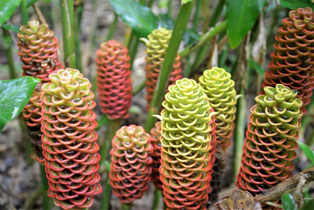 Mena Creek Flower House מראה חיצוני תמונה